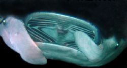 Manta Ray during a Kona night dive by Alex Dorward 